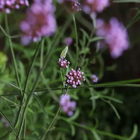 Boutique Straelman Hotel 3*