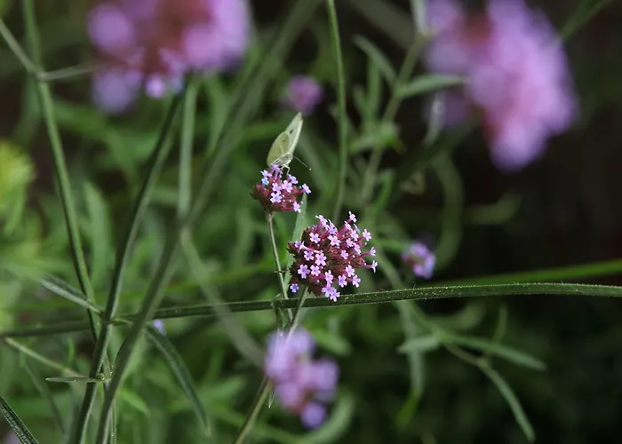 Boutique Straelman Szálloda 3*